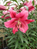 [5216 Largo VZ No01.JPG]